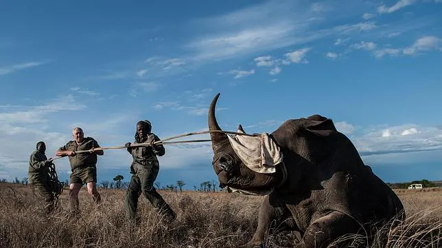 Muere uno de los dos únicos machos reproductores que de rinoceronte blanco del norte hay en el mundo