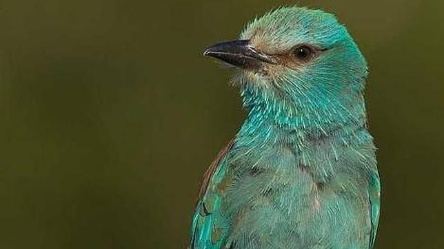 Las 25 aves más amenazadas y mediáticas
