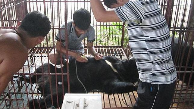 Las granjas de osos para la extracción de su bilis se triplican en cuatro años en Laos