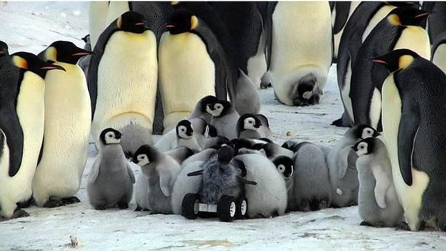 Infiltran a un bebé robot disfrazado para espiar la forma de vida de los pingüinos