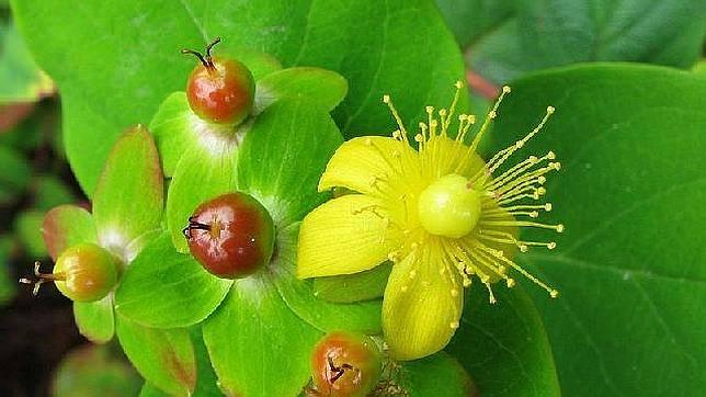 ¿Cómo saben las plantas el momento en que deben florecer?