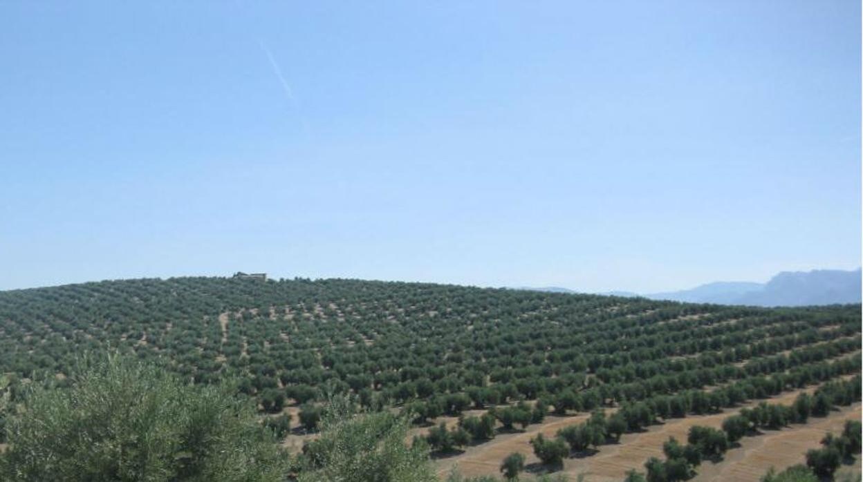 El paro desciende en Jaén en 1 399 personas pero solo dos de cada 100