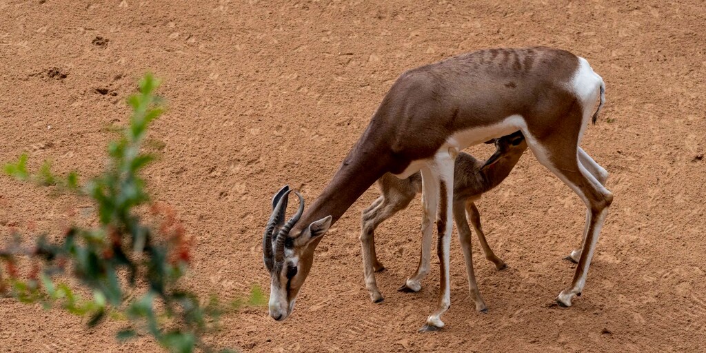 Nace Una Gacela Mhorr En Bioparc Valencia Una Especie Salvada De La