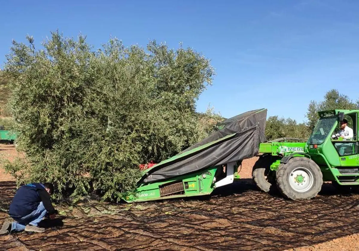 Cooperativas Agro alimentarias dedicará su asamblea a renovar cargos e