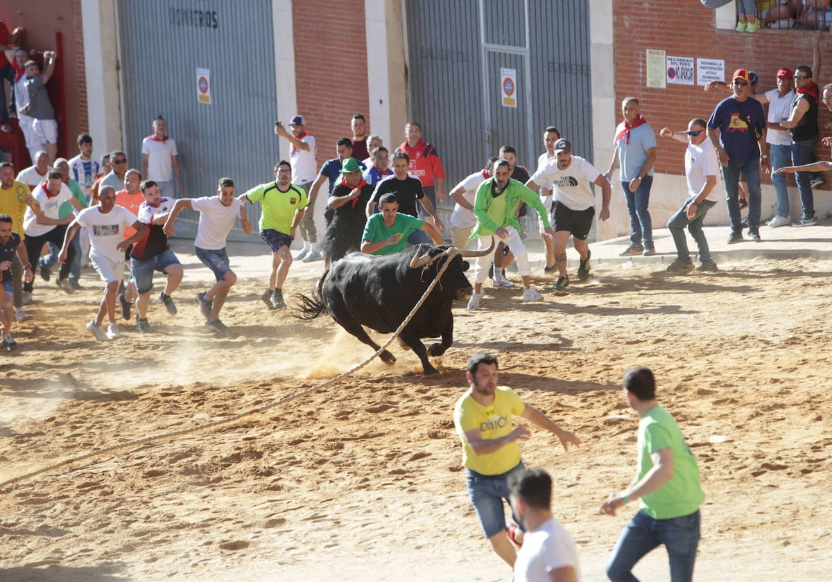 Así fue el Toro Enmaromado de 2024 de Benavente 58 minutos y menos