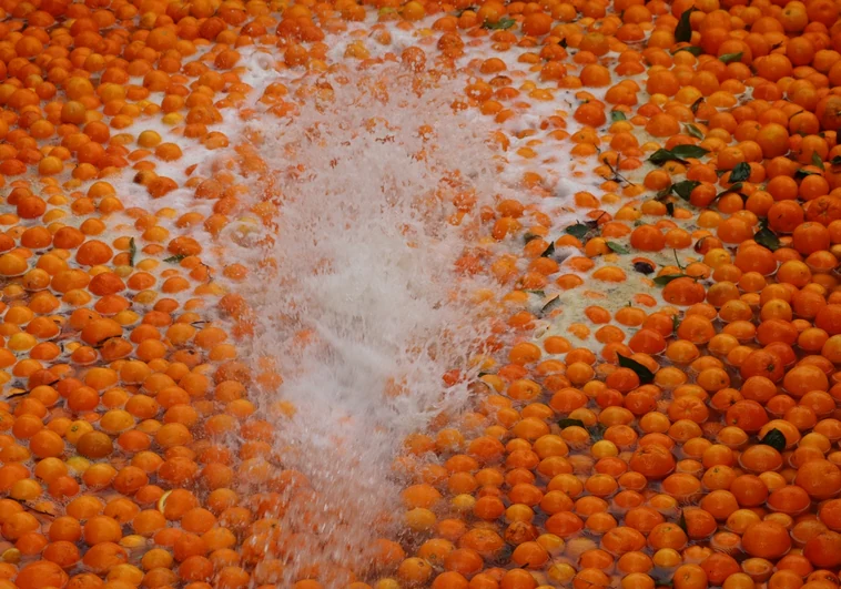 Naranjas valencianas:  ahorro hídrico y desperdicio cero
