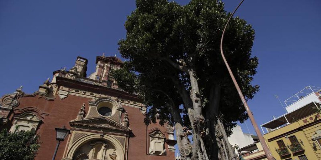 El Ficus De San Jacinto Deja De Ser Un Dolor De Cabeza Para Los