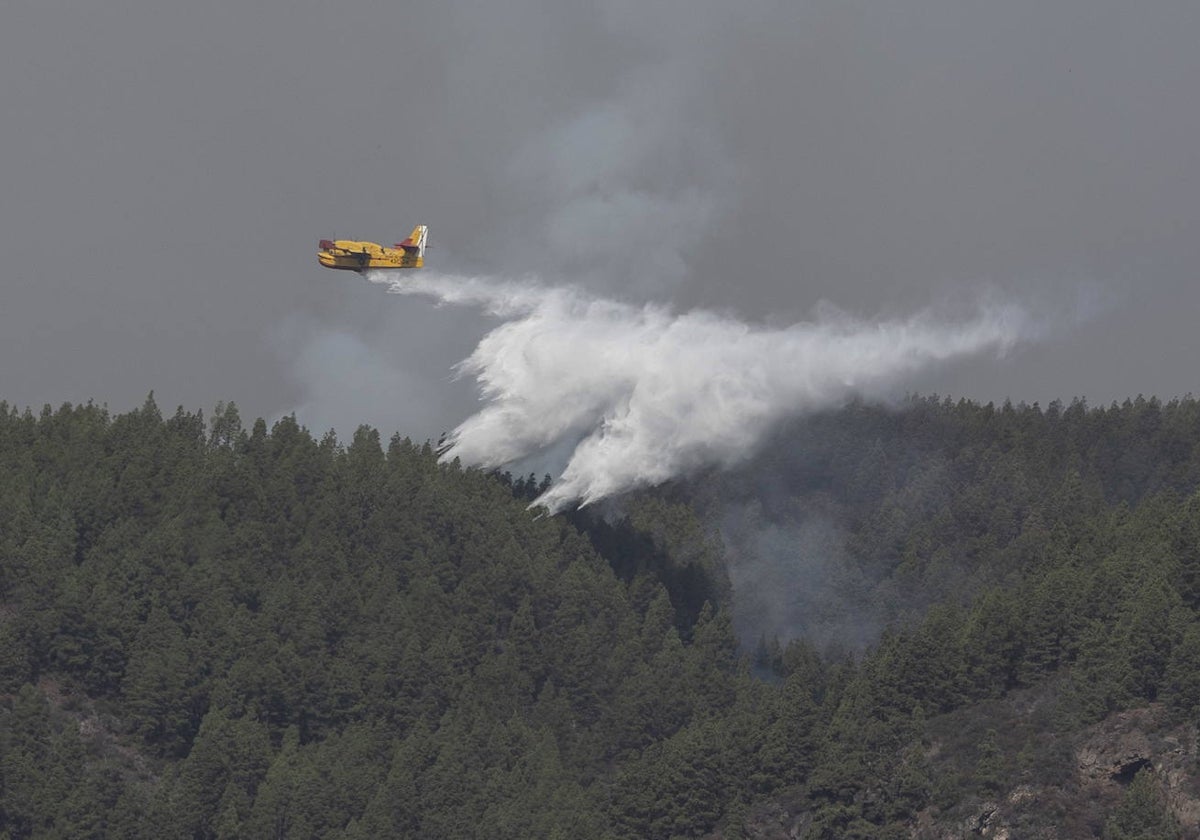 El Incendio De Tenerife Que Ya Quem El De Su Masa Forestal Se