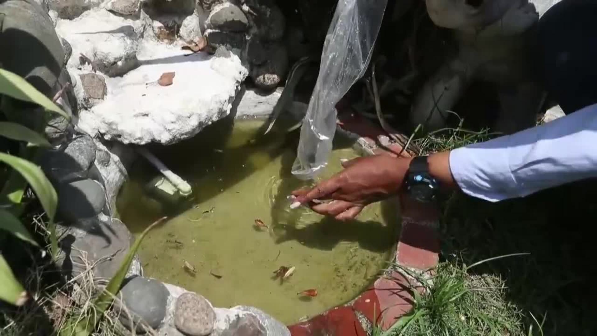 El Ej Rcito De Peces Guppy Con El Que Combaten El Dengue En El