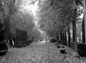 El Paseo del Prado de Madrid repleto de hojas secas en otoño
