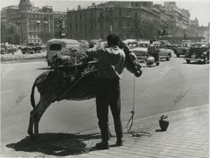 Un botijero ambulante, con su burro en la plaza de Cibeles