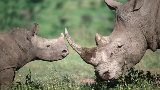 Rinoceronte: 421 ejemplares fueron abatidos en el Parque Nacional Kruger durante 2018