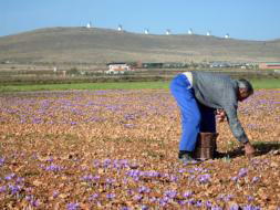 La rosa morada más cara del mundo