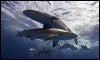 Tiburones se deslizan bajo las aguas, en Nassau (Bahamas) / ABC