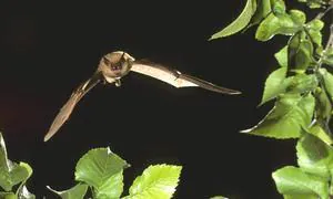 Los murciélagos más románticos cantan canciones de amor mientras se aparean