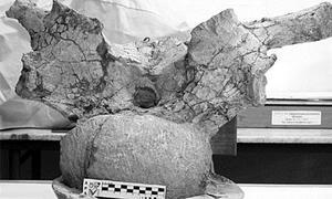 Descubren una nueva especie de dinosaurio herbívoro en la Patagonia