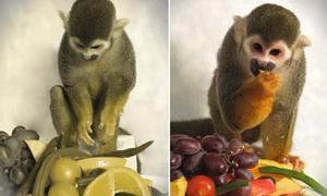 Científicos de Estados Unidos curan el daltonismo con una terapia génica