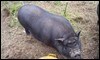 Un cerdo de la raza «Duroc» / Wikimedia