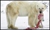 Un oso polar lleva la cabeza de una cría / Reuters