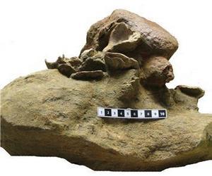 La cruenta historia de la muerte de una ballena de 4,5 millones de años