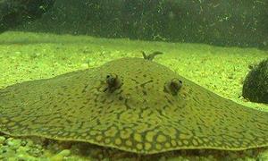 El pez capaz de utilizar «herramientas»