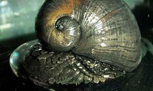 Soldados protegidos como caracoles marinos