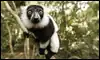 Un lemur blanco y negro en Madagascar / Reuters
