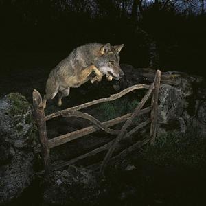 Fotógrafos españoles cargan contra el autor de la foto del lobo