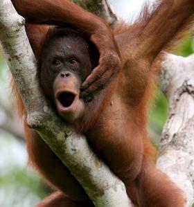 Descifran el lenguaje de los orangutanes de la selva
