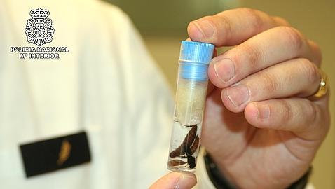 La «mosca de la carne», la primera en llegar a la escena del crimen