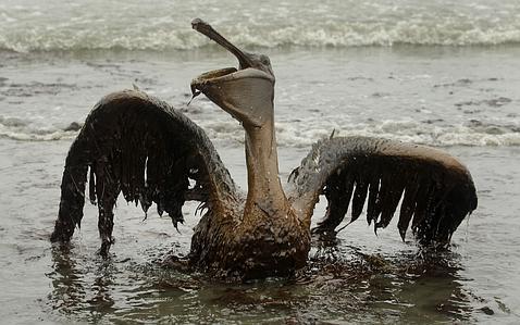 El vertido del Golfo de México supera los 800 millones de litros de petróleo