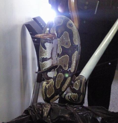 Un hombre se encuentra una serpiente de un metro en la cocina de su casa