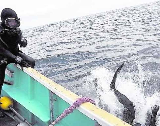 España deja expoliar otro galeón