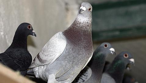 Las palomas mensajeras son más rápidas que la banda ancha