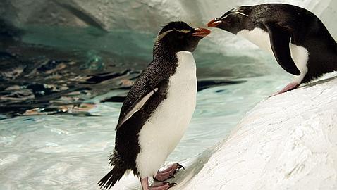 ¿Son los pingüinos realmente gays?