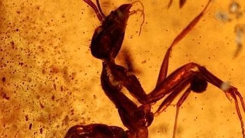 Descubren insectos de hace 50 millones de años conservados en ámbar