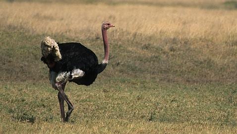 ¿Por qué corren los avestruces más que los humanos?