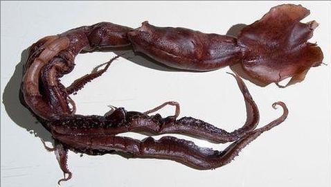 Una nueva especie de calamar aparece en el Índico