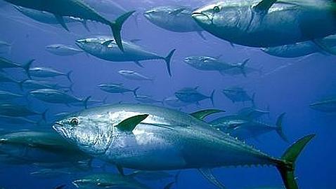 Japón, dispuesto a reducir la cuota pesquera del atún rojo