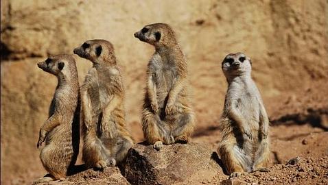 En el 75% de los zoos españoles hay riesgo de fuga de animales exóticos