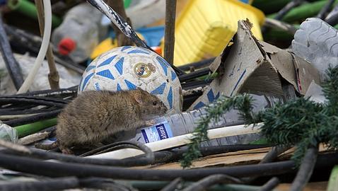 Buscan otra casa a 1.000 ratas que ya han destrozado una