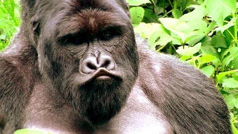 Cien gorilas de montaña más en siete años