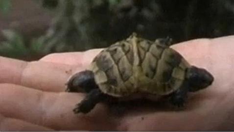 Dos cabezas para un único caparazón