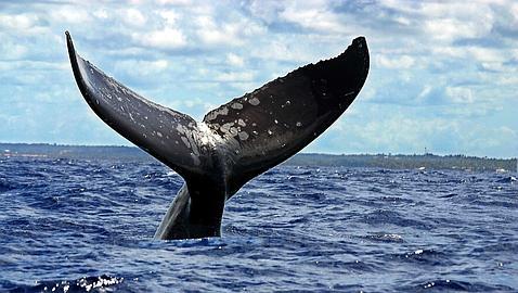 ¿A qué suena el fondo marino?