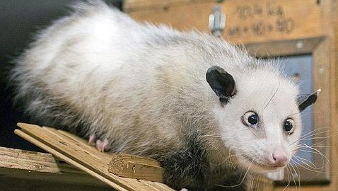 Le buscan parecidos razonables a una zarigüeya bizca