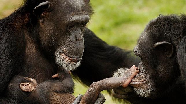 Las hembras jóvenes de chimpancé juegan a las muñecas con maderos