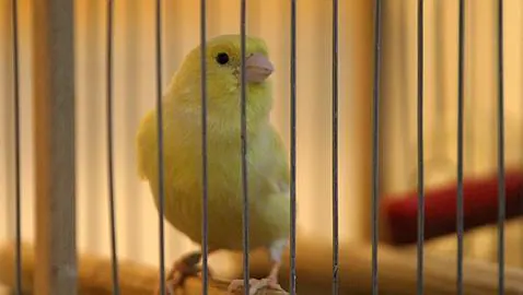 El canto de los pájaros alivia la depresión asociada a la escasez de luz en invierno