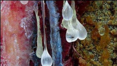 Las mejores imágenes científicas de 2010