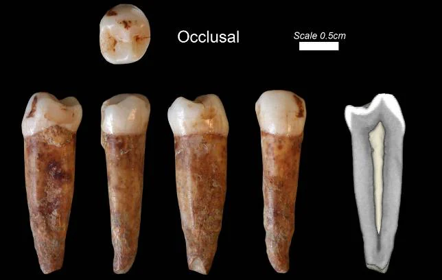 Israel anuncia el hallazgo de los restos humanos más antiguos