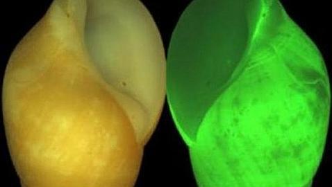 Un caracol marino con «alarma antirrobo»